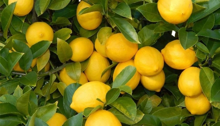 Türkiye Ziraat Odaları Birliği, limon üreticileri için fiyat garantisi istiyor