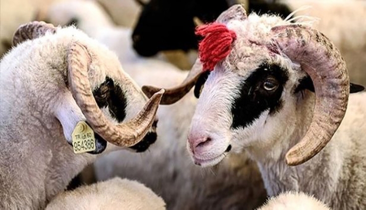 Bayrama sayılı günler kala kurban fiyatları kara kara düşündürdü! İşte 2022 büyükbaş ve küçükbaş hayvan fiyatları