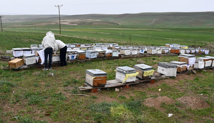 SON DAKİKA! Arıcılık yapanlara yeni destek müjdesi: Tam bu kadar verilecek! Resmi Gazete de yayımlandı!