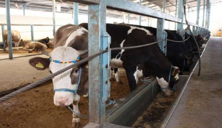 Zonguldak ta 55 bölgede şap hastalığı nedeni ile karantina uygulaması başladı