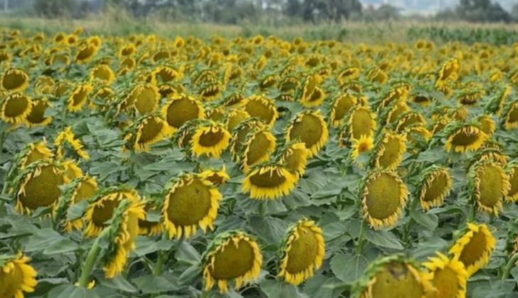 Avrupa Komisyonu’ndan çiftçiye 555 milyon euroluk dev destek!