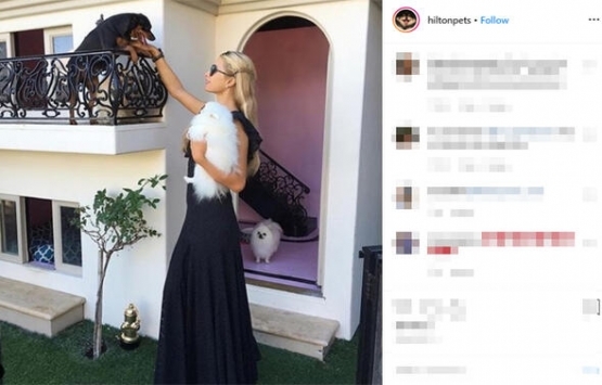Paris Hilton un köpekleri de havuzlu malikanede yaşıyor!