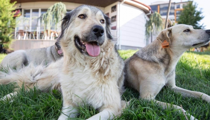 Evde hayvan beslenmesi tahliye sebebi midir?