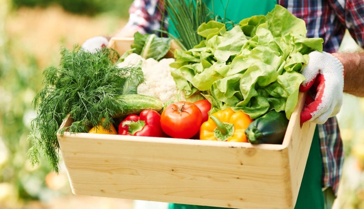 Antalya Hal fiyatları belli oldu! Sivri biber, domates, salatalık 5 TL, karnabahar 6 TL! 30 Aralık 2022 fiyat listesi