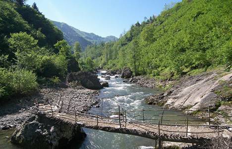 Ormanlık alanlar enerji santrallerine açılıyor!