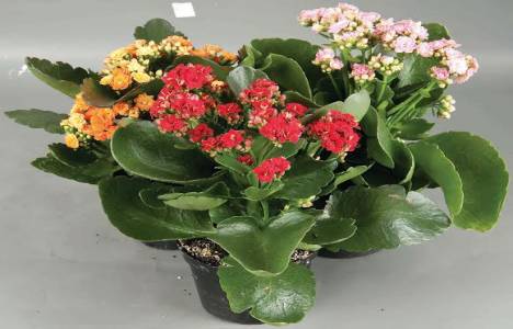 Bauhaus Bahçe Dünyası'nda 14 şubat fırsatları!