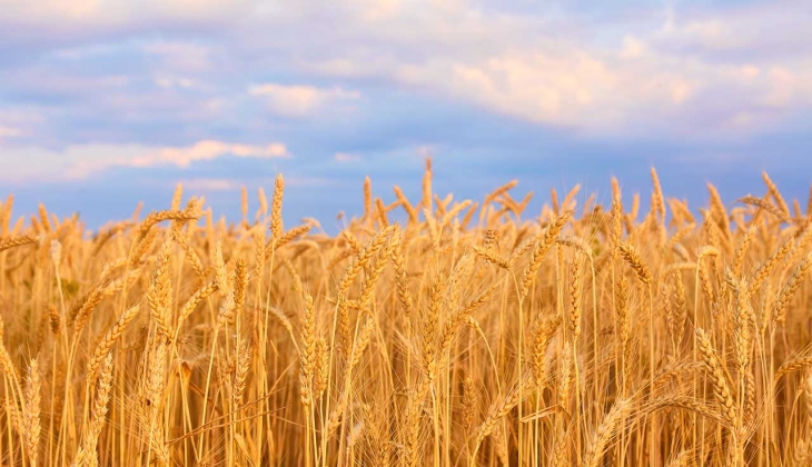 Ekmek fiyatlarına zam gelecek mi? Buğday kaç liradan işlem gördü? İşte 24 Ocak 2023 fiyat listesi…