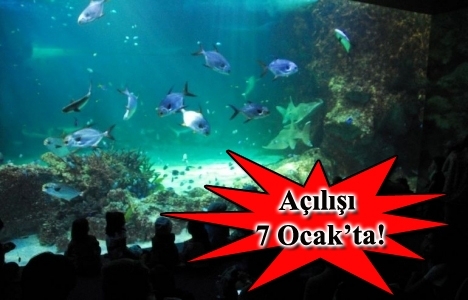 Merlin Enternatainments Turkuazoo'yu Sea Life Akvaryum yaptı!
