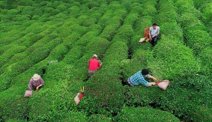 Eylül 2024 çay parası ödemeleri için tarih belli oldu! Çaykur yaş çay destekleme ödemeleri ne zaman yatırılacak?