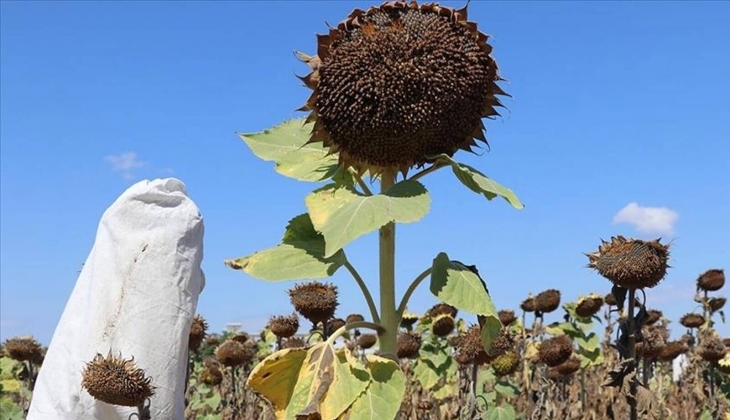 SON DAKİKA: Yağlık ayçiçeği üreticilerine destek tutarı artırıldı: Resmi Gazete de yayımlandı!