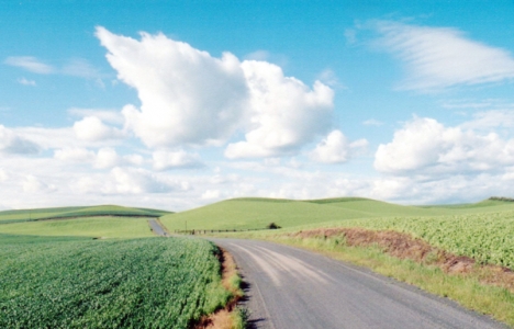 Miras kalan tarlanın paylaşımı 2015!