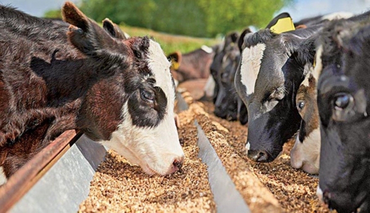 Yem fiyatları aldı başını gidiyor! Yetiştiriciler kara kara düşünüyor