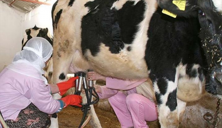 Üreticiler tedirgin: “Süt tozu ithalatı hayvancılığa darbe vuracak!”
