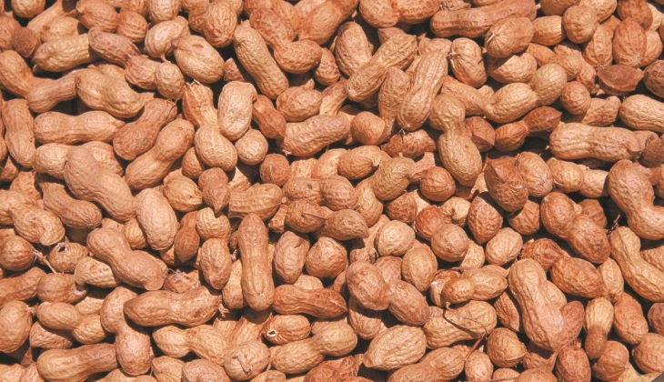 Seven Fıstıkçılık'ın geçici mühlet süresi tekrar uzatıldı!