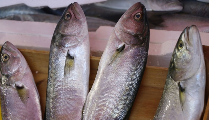 Lüfer tezgahlarda yerini aldı! İstanbul Balık Hali nde lüfer 30 TL! 6 Ekim 2022 fiyat listesi