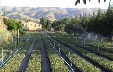 Siirt'e modern fıstık işleme tesisi yapılacak!