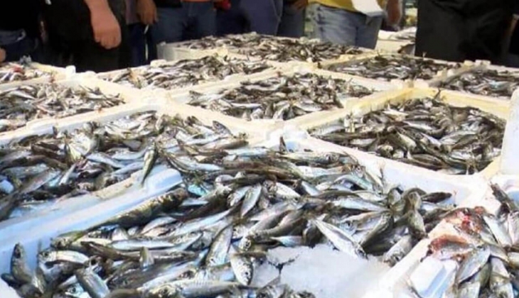 İstanbul Balık Hal fiyatları belli oldu! Halde hamsi, tekir, alabalık ne kadar? İşte 18 Ocak 2023 fiyat listesi