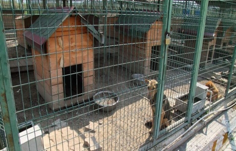 Tepeören Sokak Hayvanları Barınağı imar planı askıda!