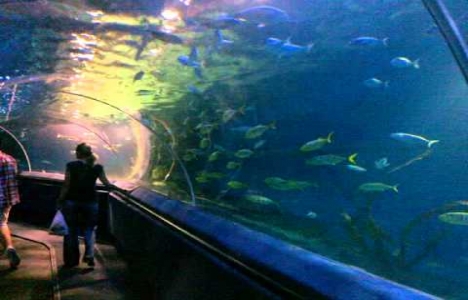 Turkuaz Forum bayramda açık mı?