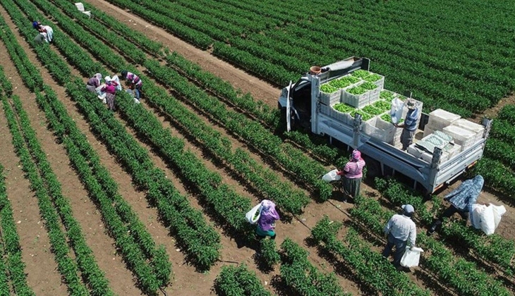 Hayvan yetiştiricileri bu habere mutlaka bakın! Küçükbaş hayvancılıkta devlet güvencesi! 