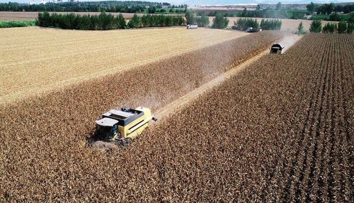 Mısır alım fiyatlarında son dakika! Resmen açıklandı! Mısır fiyatları bugün kaç TL? 23 Ağustos 2022 mısır fiyat listesi.