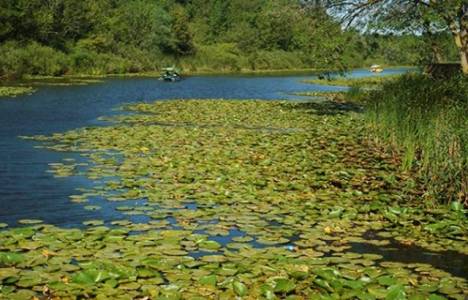 Acarlar Longozu'nda kuraklık tehlikesi!