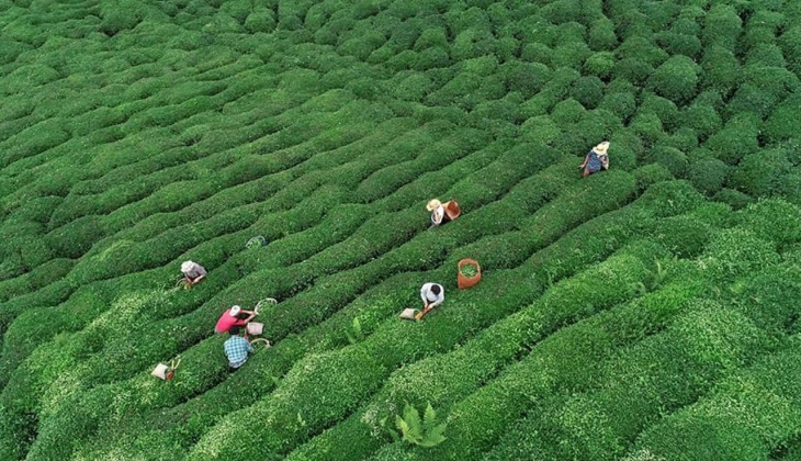 A101 de Çaykur çay, ayçiçek yağı ve şekerde çılgın fiyatlar! Sakın kaçırmayın! İşte 14 Haziran 2022 fiyat listesi