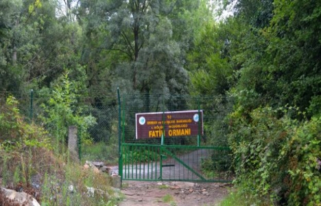 Fatih Ormanı projeleri