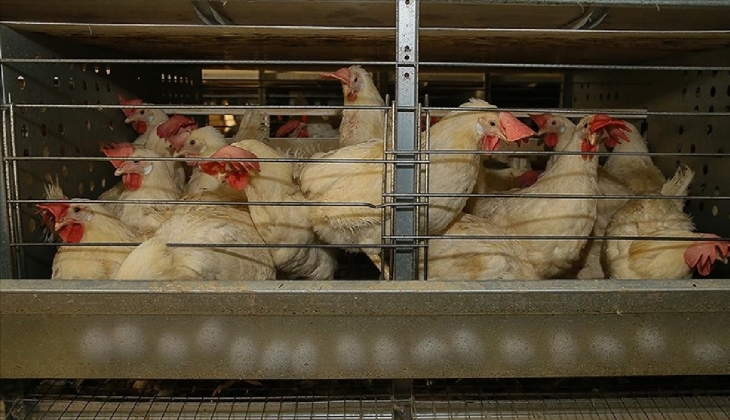 Beyaz et üretimindeki sert düşüş fiyatlara nasıl yansıdı?