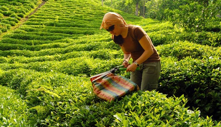 ÇAYKUR işçi kurası ne zaman? ÇAYKUR 2022 kura sonuçları ne zaman açıklanacak?