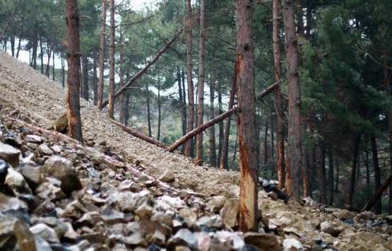 Ormanlar 5 yıllığına satışa çıkarılıyor!