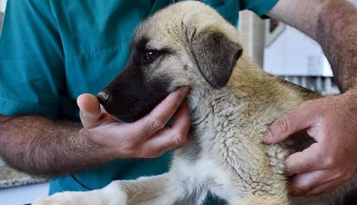 Artık sahipsiz değiller! 30,5 Milyon kaydedildi