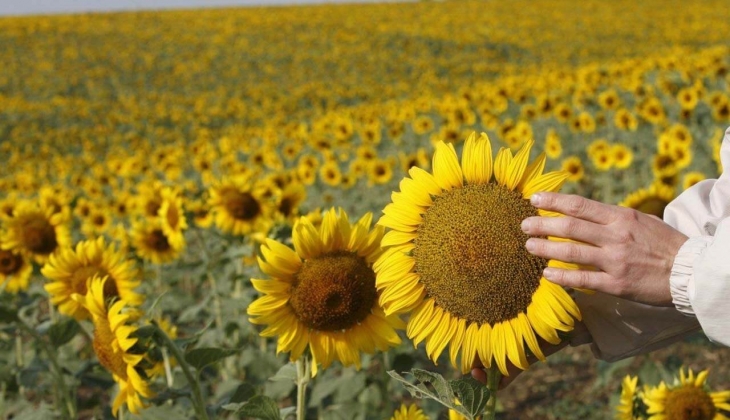 Ayçiçek yağında görülmemiş indirim! 1 lt 29 TL ye düştü