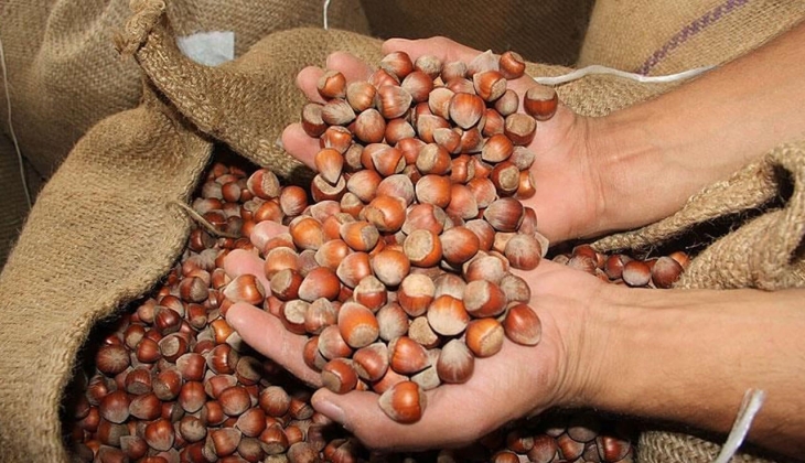 Fındık fiyatları ile ilgili son durum! 22 Ağustos’u kaçırmayın!