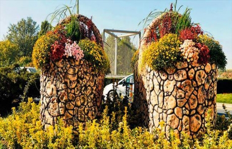 Başkent caddeleri 4 milyon kışlık çiçekle donatılıyor!