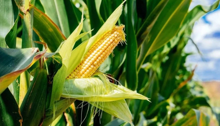 Buğday ve mercimekten sonra mısır fiyatları da zirvede! İşte 26 Ocak 2023 fiyat listesi…