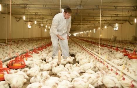 İzmir'de tavuk yetiştirme ilave tesisi için halk toplantısı yapılacak!