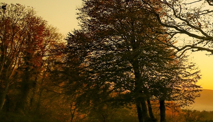 Orman Genel Müdürlüğü 5000 personel alımı yapacak! OGM 2022 başvuru şartları açıklandı mı? Başvuru şartları neler? 