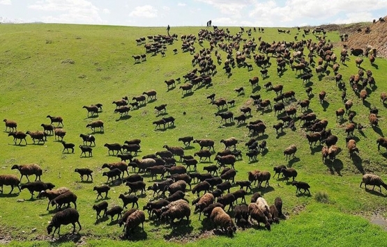 Meraların kiralanmasında sorunlar tespit edilecek!