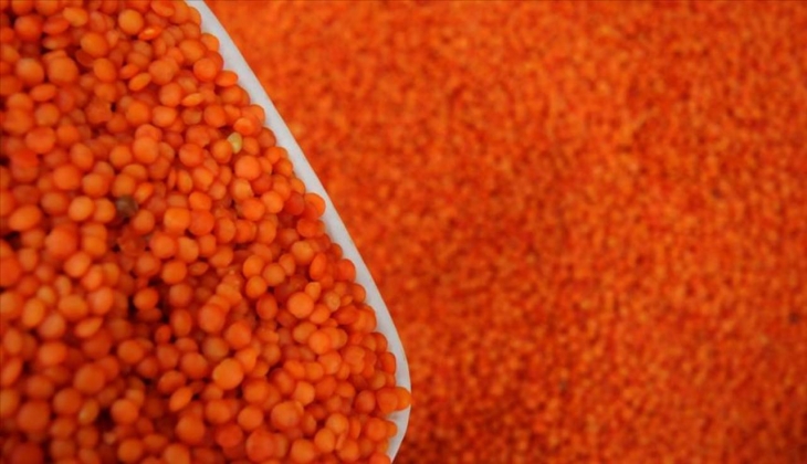6 ayda 210 milyon dolarlık mercimek ihraç ettik!