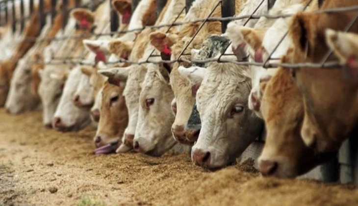 Yetiştiriciler kara kara düşünüyor! Zam üstüne zam geliyor