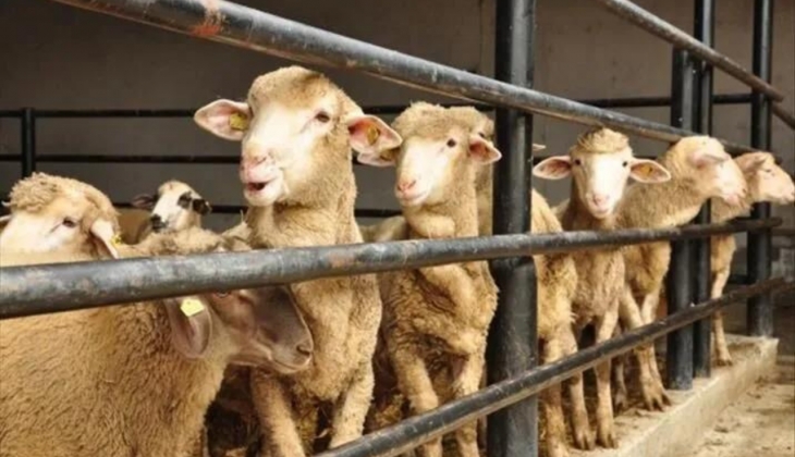 Kurbanlık fiyatları belli oldu! Dana, koyun ve koç fiyatları ne kadar oldu?