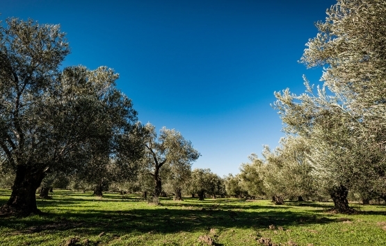 Koronavirüs sürecinde zeytinlik talepleri patladı!