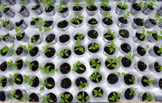 Evinin salonuna kendi serasını kurdu!