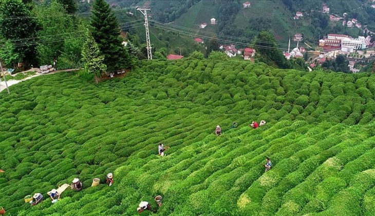Çay üretim rakamları açıklandı! İşte Türkiye’nin çay üretimdeki yeri!