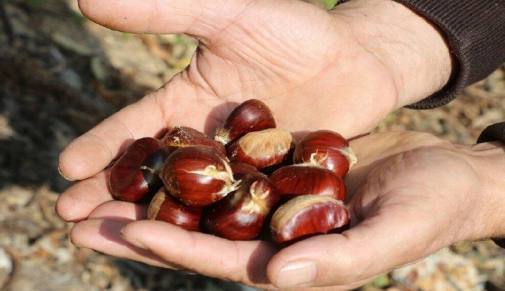 Kestane hasadı başladı, bu sene 750 ton kestane rekoltesi bekleniyor