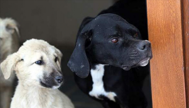 Artık bu kadarına da pes dedirtti! Önceden bedavaydı! Şimdi fiyatı 50 TL’ye çıktı! Haberi alanlar çılgına döndü!