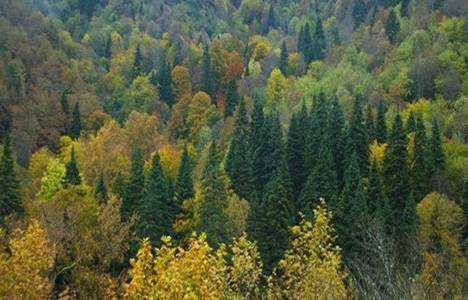 Türkiye Barolar Birliği'nden Orman Yönetmeliği'ne iptal davası!