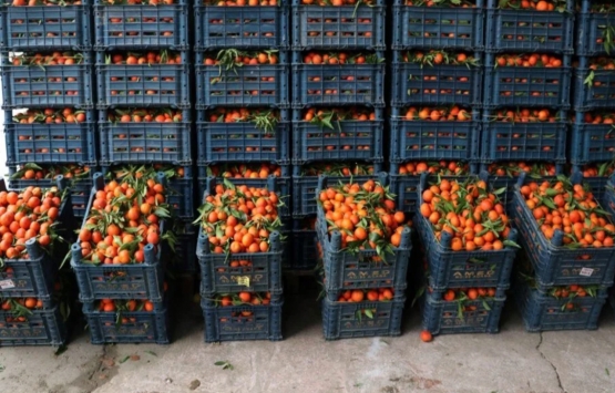 Savaş, sebze fiyatlarını da vurdu! Domates bir haftada 25 TL den 4 TL ye düştü! 