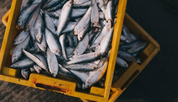 İstanbul Balık Hal fiyatları belli oldu! Dip Balık, Deniz Ürünleri, Pelajik Balık... İşte 28 Temmuz 2022 fiyat listesi